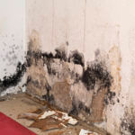 Mold Remediation Water Damage