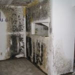 Mold Removal Fungus Mildew