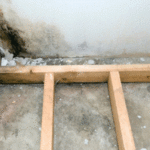 Black Mold Removal